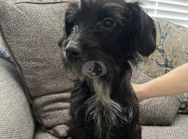 Schnoodle puppies for hot sale adoption near me