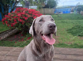 Silver KC registered Labrador (pending)
