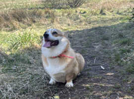 Penbrooke corgi