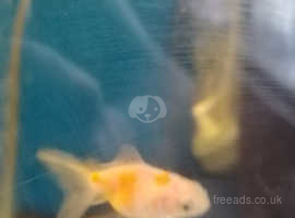 Six fantail cross oranda goldfish free to good home