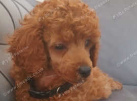 Beautiful fluffy poodle babies