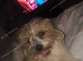 Jack Russel cross Shih tzu