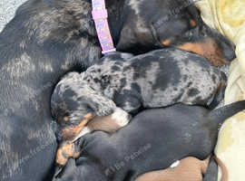 Miniature dachshund