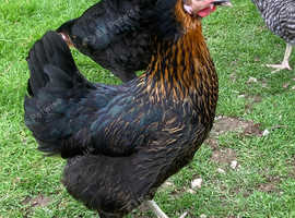 P.o.l. Pullets for sale