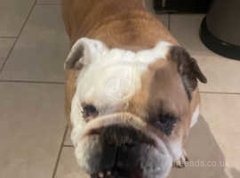 Loving home needed for our English bulldog, £50.