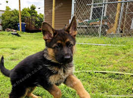Brilliant, adventurous females and males German Shepherd puppies for sale