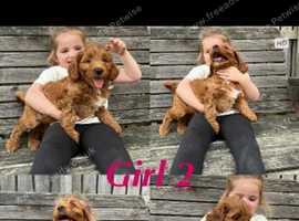 IRISH DOODLE fully vaccinated