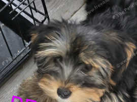 Maltese pup