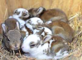 Baby bunnies
