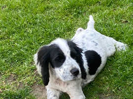 Cocker spaniels
