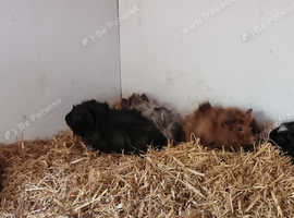 Beautiful male abyssinian guinea pigs for sale