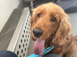 Rehome Cocker Spaniel in Portsmouth PO6 on Freeads Classifieds - Cocker ...