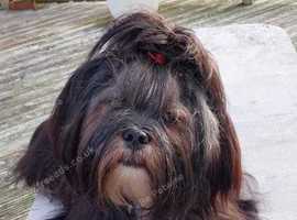 Lhasa Apso for sale
