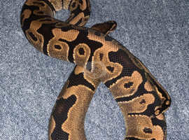 Two male enchi yellow belly ball pythons