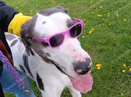 kc reg great dane bitch colour harli -quin .fully house trained. 2 and a half years old