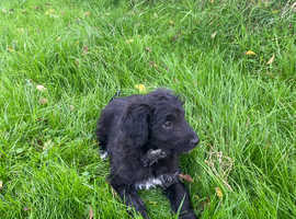 Labradoodle X Border Collie in Blackwood Coed Duon on Freeads ...