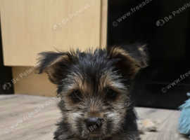 Puppys for sale