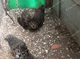 African Eagle Owls