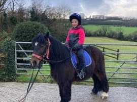 Gorgeous 4 yr old 12.1 gypsy cob