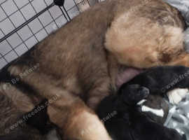 Husky x Akita (Huskita) puppies