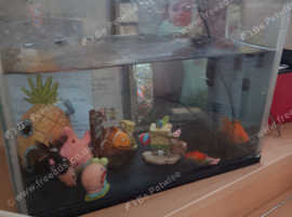 1 fancy goldfish female 1 normal goldfish