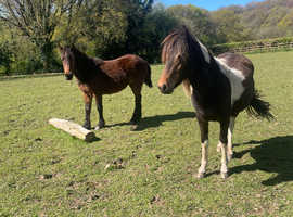 Rising 2 year old Dartmoor Hill Pony fillies