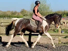 Beautiful project kwpn mare