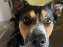Australian cross collie