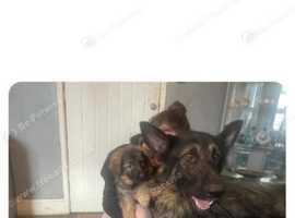 German shepherd for sale best sale near me