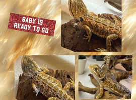 BABY BEARDED DRAGONS ## LAST FEW REMAINING ##