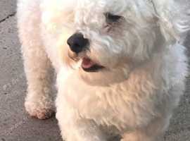For sale Bichon frise