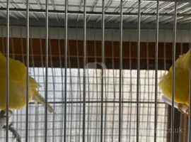 Breeding pair of Border canaries
