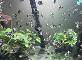 Polar Parrots