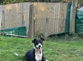 Collie Grayhound