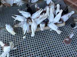 Pigeons