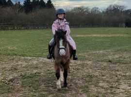 Loveable child's pony