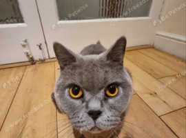 British shorthair female
