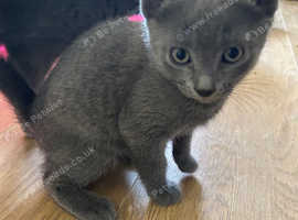 Russian Blue boy kitten