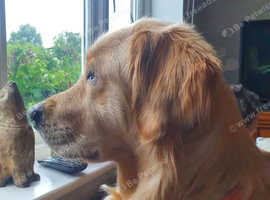Beautiful 4 year old golden retriever