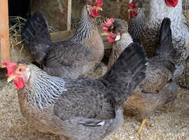 Cream crested Legbar chicks pullets  hens eggs