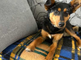 We named her Summer for a reason - little Pinscher mix, she just enjoys life and everything about it