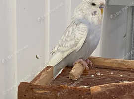 Budgie . English Exhibition. Violet spangle Young Male
