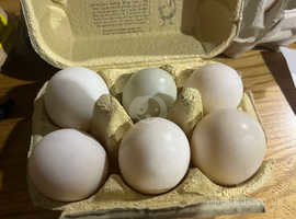 Khaki Campbell hatching eggs