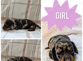 READY IN 4 WEEKS!!! Miniature dachshund puppies