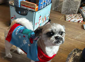 Reactive pugzu needs rehoming