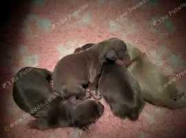 LOVELY MINIATURE DACHSHUNDS