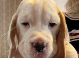 Beagle Puppies for Sale