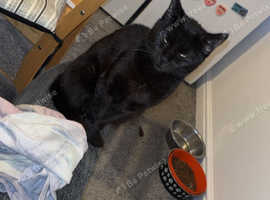 Sukie female cat for sale