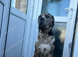 Stunning Merle mastiff