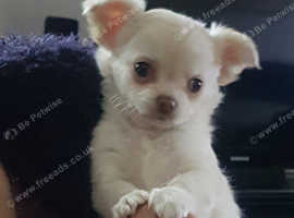 Long Haired Chihuahua Puppies In Banbury Dogs And Puppies For